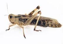 Sprinkhanen