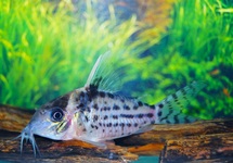 CORYDORAS PULCHRA