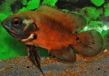 OSCAR ROUGE