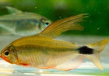 HYPHESSOBRYCON PROCYON S/M