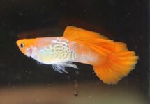 GUPPY SNAKESKIN RED CAP MALE