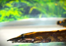ANGUILLE UNICOLOR