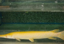 ALLIGATORHECHT ALBINO