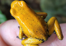 PHYLLOBATE OR