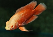 OSCAR CICHLID ORANGE