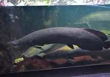 ARAPAIMA M/L