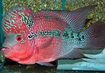 FLOWERHORN RED PEARL
