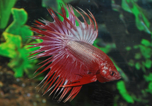 KAMPFFISCH CROWNTAIL DRAGON MANN