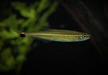 GREEN LINE LIZARD TETRA