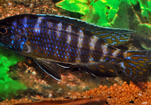 PEACOCK CICHLID CHILUMBA