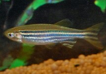 POISSON ZÈBRE