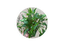 Cryptocoryne wendti groen in pot (p9)