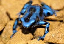 GOUDEN GIFKIKKER BLAUW