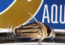 CORYDORAS SCHWARTZI