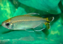 LEFINI CONGOZALM