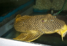 L014 SUNSHINE PLECO