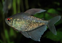 DIAMOND TETRA