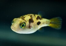 TETRAODON NAIN