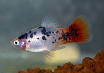 PLATY BLANC SPOTTED REDTAIL