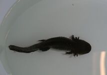AXOLOTL (WITH DAMAGED LEGS)