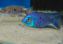 MALAWI CICHLID AZUREUS