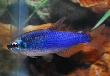 ROYAL TETRA SUPER BLUE