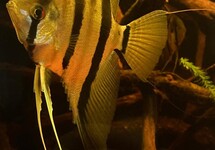 MAANVIS SURINAM RED SPOTTED M