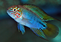 CICHLIDÉ NAIN OPAL