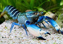 ZEBRAKREEFT BLUE MOON SNAKESKIN