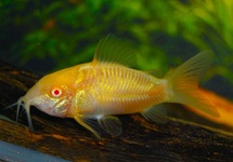 CORYDORAS BRONZE ALBINO