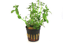 Bacopa crenata terracotta ring