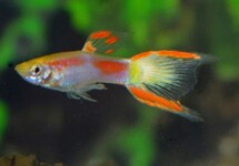 GUPPY ENDLER GELB LASER TAIL (M/F)