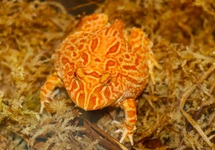 HOORNKIKKER STRAWBERRY