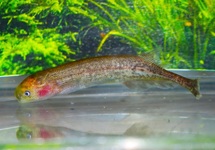 RÜSSELFISCH BRACHYISTIUS