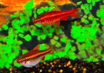 BARBUS CERISE