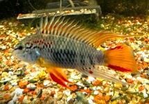 DWARF CICHLID D33