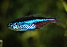 GREEN NEON TETRA