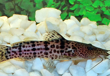 SILURE MACROSTOMA