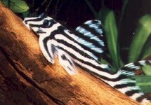 Hypancistrus