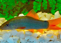 BLAUE PRACHTSCHMERLE