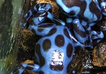 GREEN POISON FROG BLUE