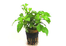 Alternanthera bettzickiana in pot (p5)