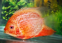 SEVERUS RED SPOTTED
