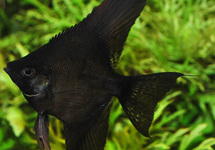SCALAIRE PINOY NOIR