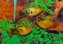 PLATY NEON GOUD SPOTTED