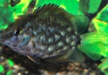 TRIANGLE CICHLID