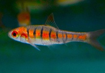 AFRICAN BANDED BARB