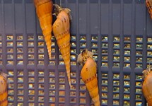 PLICARIA SNAIL