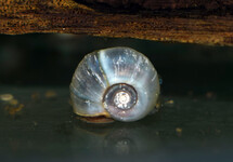 POSTHORNSCHNECKE BLAU