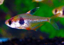 COFFEE-BEAN TETRA